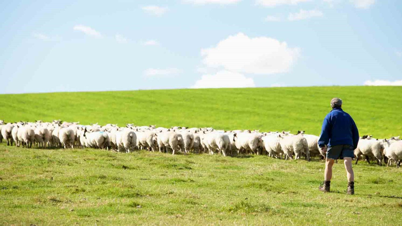 A Good Shepherd, Part 1 - iDisciple