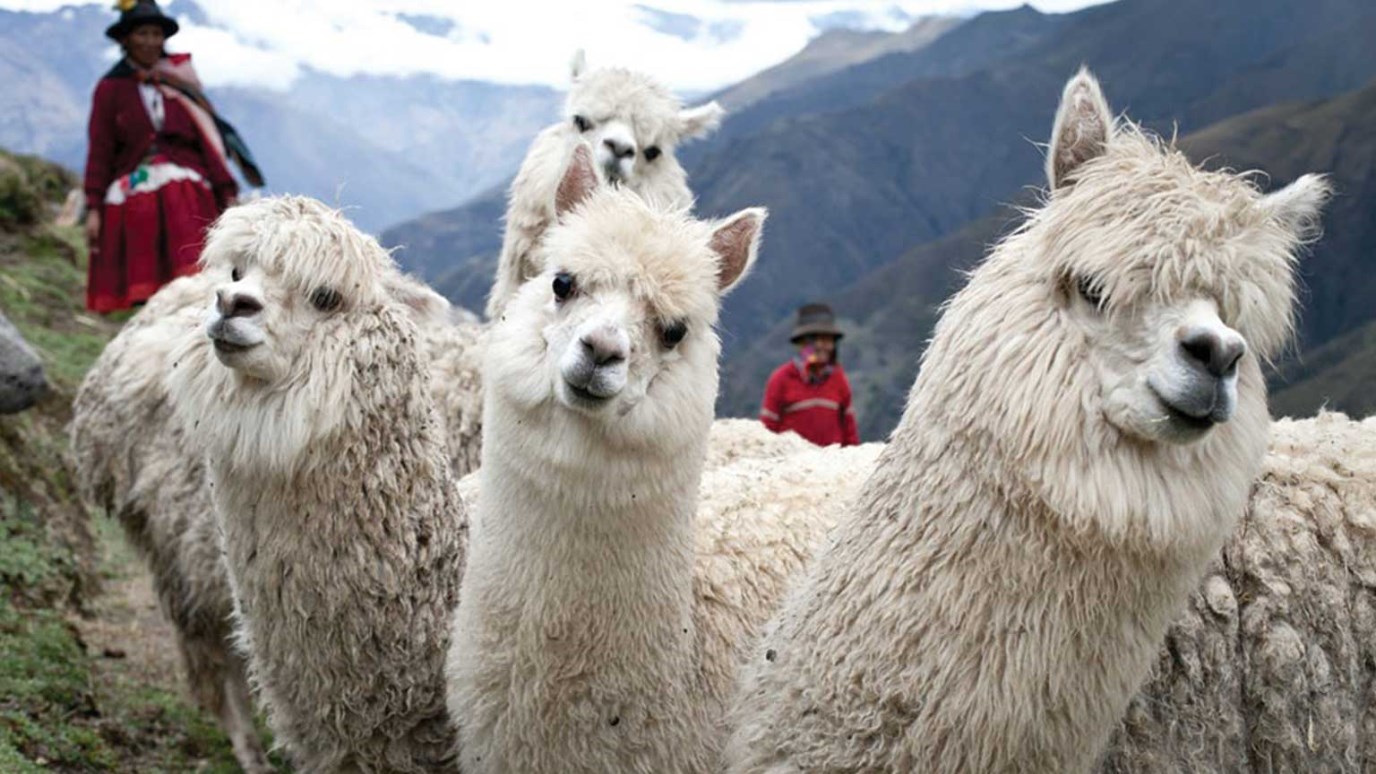 Перу лама альпака