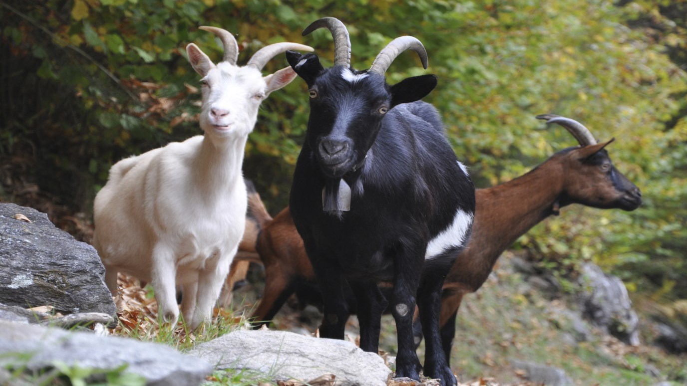 The Three Billy Goats Grinn - iDisciple